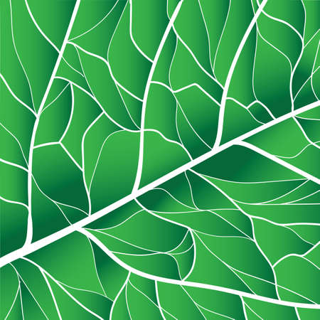 leaf background