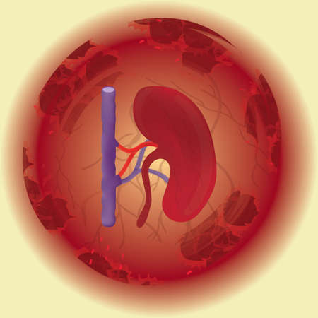kidney