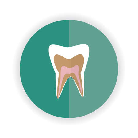 tooth anatomy