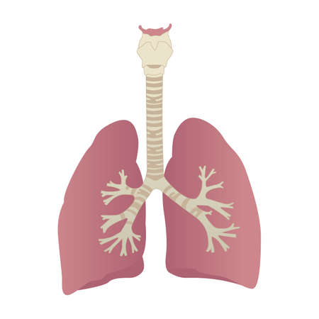 human lungs