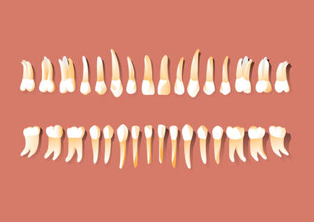 types of tooth