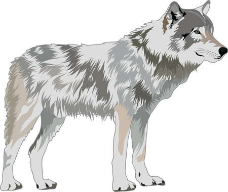 wolf