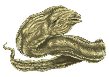 eel
