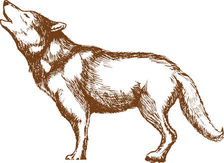 howling wolf