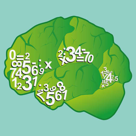 human brain
