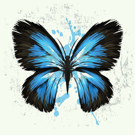 butterfly