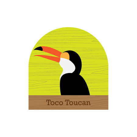toco toucan