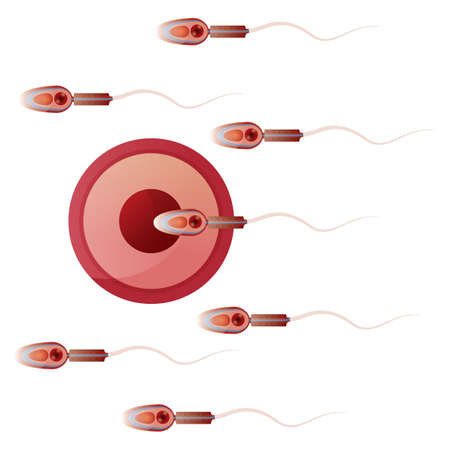 sperm egg fusion