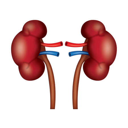 kidney