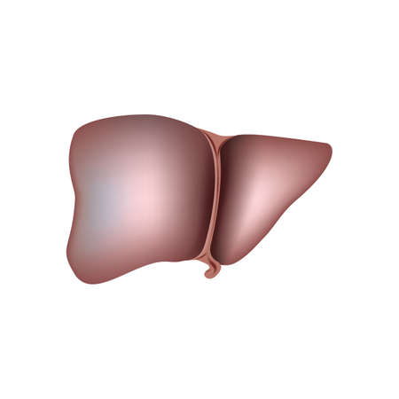 liver