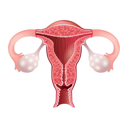 female reproductive system