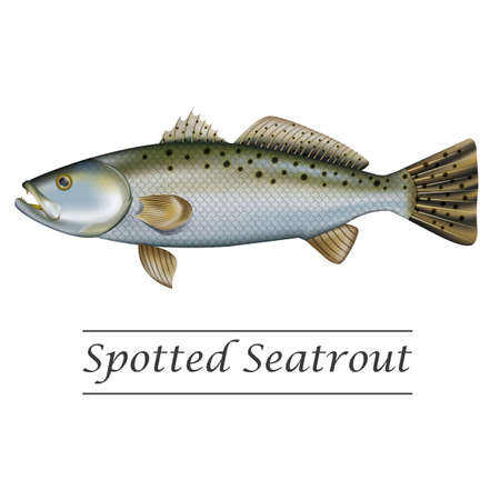 spotted seatrout