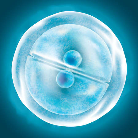 cell division
