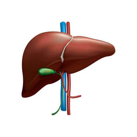 liver