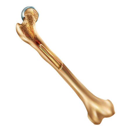 bone structure