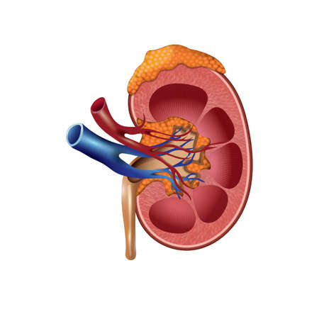 human kidney