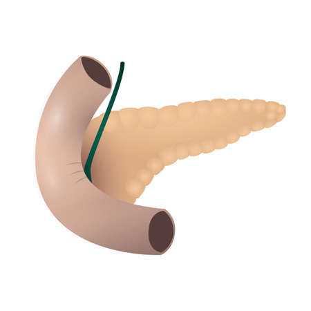 human pancreas