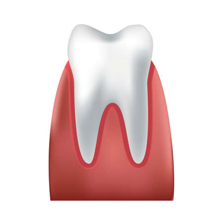 a healthy tooth