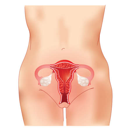 human anatomy of a uterus