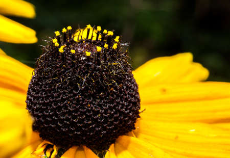 yellow flowerの写真素材