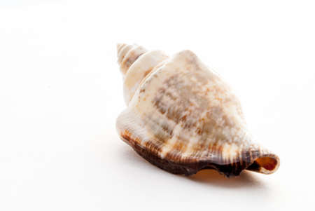 beige seashell on a white 