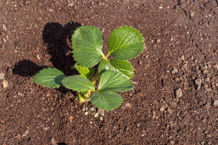 Young plant in the morning light ( Strawberry plant )の写真素材