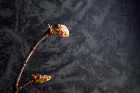 Phase of chestnut bud opening. Contrast appearance on dark background. Copy spaceの写真素材