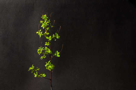 A branch with young green leaves. Contrast appearance on dark background. Copy spaceの写真素材