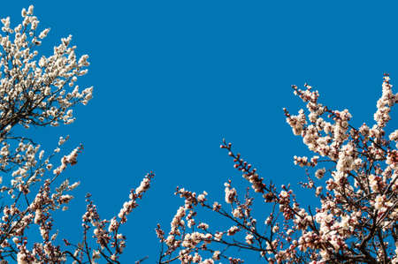 Spring flowers. Branches of flowering apricot against the clear blue sky. White blossom. Spring background. Copy spaceの写真素材
