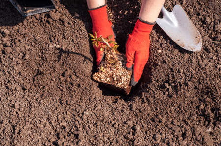 planting raspberries in open groundの写真素材