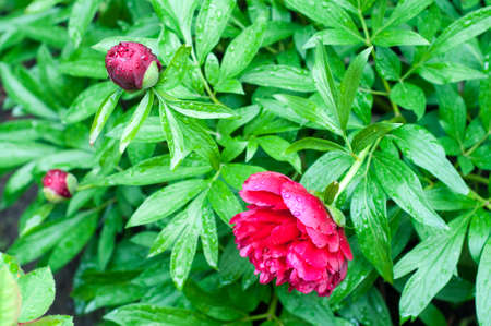 Beautiful bright peony flower. blooming peony in the garden on a blurry background of green peony leaves close up in springの写真素材