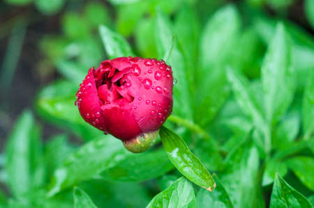 Beautiful bright peony flower. blooming peony in the garden on a blurry background of green peony leaves close up in springの写真素材