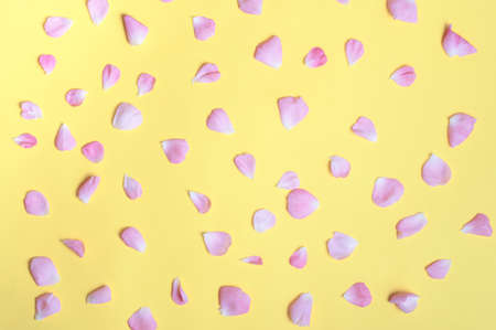 Pink flowers petals. Rose petals on a light backgroundの写真素材