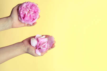 childrens hands with petals of wild rose flowers.の写真素材