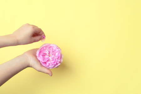 childrens hands with petals of wild rose flowers.の写真素材