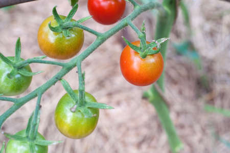 Beautiful bright peony flower. blooming peony in the garden on a blurry background of green peony leaves close up in spring.Macroの写真素材