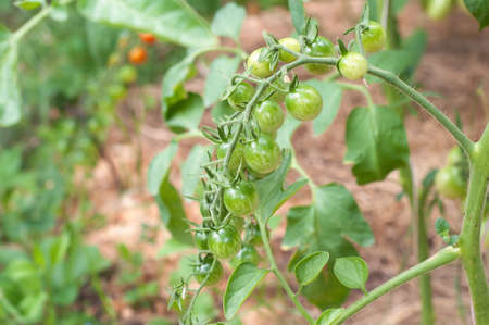 Cherry tomatoes growing on the vine.の写真素材