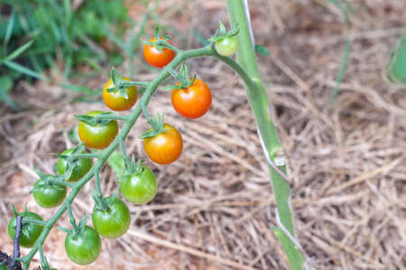 Cherry tomatoes growing on the vine.の写真素材