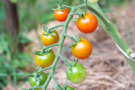 Cherry tomatoes growing on the vine.の写真素材