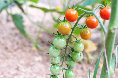 Cherry tomatoes growing on the vine.の写真素材