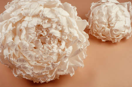 Large Paper Flowers. Big white peonies. Pastel floral background pattern.の写真素材