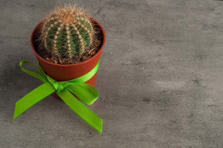 cactus close-up. Home indoor plants with thorns on gray background. A succulent.の写真素材