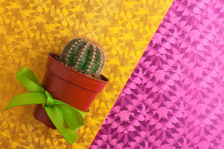 cactus close-up. Home indoor plants with thorns on a color background.の写真素材