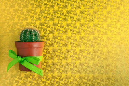 cactus close-up. Home indoor plants with thorns on green background. A succulent.の写真素材