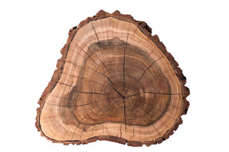 A slice of a tree on a white background. walnutの写真素材