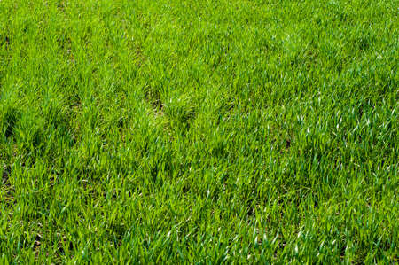 Field, green grass closeup background patternの写真素材