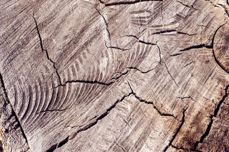 Old tree stampの写真素材