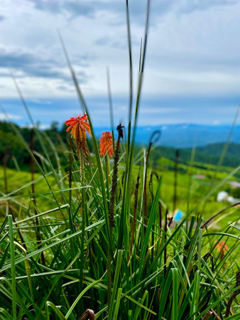 Aloe vera flowers in the meadow, Chiang Mai, Thailandの写真素材