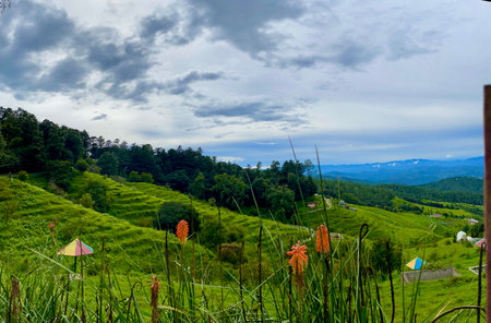 Landscape view of rice terraces in Chiang Rai, Thailand.の写真素材