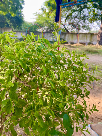 Green pepper plant growing in the garden in the morning, Indiaの写真素材